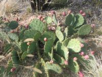 Opuntia gilvescens, narrow fruit, Albuquerque, NM