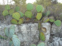 Opuntia gilvescens, northern TX