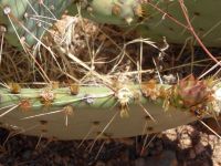 Opuntia gilvescens, Nancy Hussey