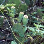 Opuntia gilvescens in shade, Dallas Cnty, TX, Aidan Campos