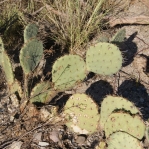Opuntia gilvescens, Tanque Verde Rd, Tucson, AZ