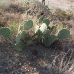 Opuntia gilvescens, Tanque Verde Rd, Tucson, AZ