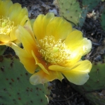 Opuntia gilvescens, flower with very pale green stigma, south of Tijerias, NM