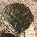 Opuntia gilvescens, AZ