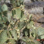 Opuntia gilvescens, extreme drought, AZ
