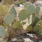 Opuntia gilvescens, extreme drought, AZ