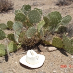 Opuntia gilvescens, Wikeiup, AZ