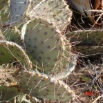 Opuntia gilvescens, NM