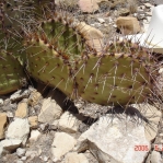 Opuntia gilvescens, Artesia, NM