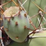 Opuntia gilvescens, fruit, AZ, Nancy Hussey