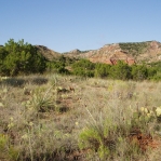Opuntia gilvescens, Palo Duro Canyon, TX