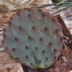 Opuntia gilvescens, unusaual spine color, north-central TX, Jose Soto