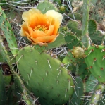 Opuntia gilvescens, second day flower, north of Oracle Junction, AZ,