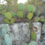 Opuntia gilvescens, northern TX