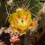 Opuntia gilvescens, Nancy Hussey, May 2016, AZ