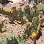 Opuntia gilvescens, Nancy Hussey, May 2016, AZ