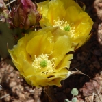 Opuntia gilvescens, Nancy Hussey, AZ