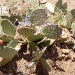 Opuntia gilvescens, May, 2016, Meadview, AZ, Nancy Hussey