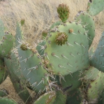 Opuntia gilvescens, Oracle Junction, AZ