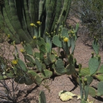 Opuntia gilvescens (robust plant), Desert Botanical Garden, Tempe, AZ