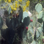 Opuntia gilvescens (robust plant), type locality