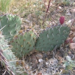 Opuntia gilvescens, near Tramway, Albuquerque, NM