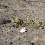 Opuntia gilvescens, northwestern AZ