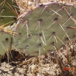 Opuntia gilvescens, Kingman, AZ