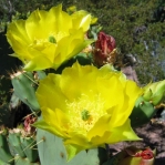 Opuntia gomei, Desert Botanical Garden, Tempe, AZ