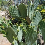 Opuntia gomei, Boyce Thompson Arboretum, Superior, AZ
