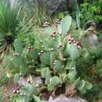 Opuntia gomei, garden plant, originally from Loma Alta, TX