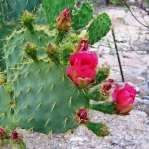 Opuntia gomei, Tohono Chul Park, Tucson, AZ
