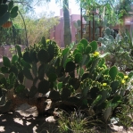 Opuntia gomei, Wallace Desert Gardens, Scottsdale, AZ