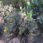 Opuntia chlorotica gosseliniana, Boyce Thompson Arboretum, Superior, AZ