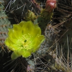 Opuntia chlorotica gosseliniana, Wallace Botanical Gardens, Scottsdale, AZ