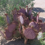 Opuntia chlorotica gosseliniana, Wallace Botanical Gardens, Scottsdale, AZ