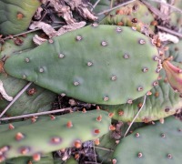 Opuntia humifusa, Rondeau  Provinical Park, Ontario, Canada, Derek Stephen