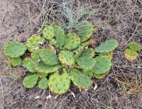 Opuntia humifusa, Rondeau  Provinical Park, Ontario, Canada, Derek Stephen
