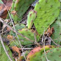 Opuntia humifusa, Rondeau  Provinical Park, Ontario, Canada, Derek Stephen