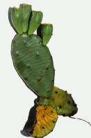 Opuntia humifusa