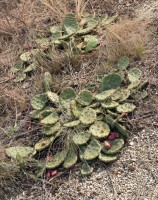 Opuntia humifusa, NY, NY