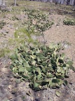 Opuntia humifusa, Romney, WV, Paul Adanick