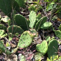 Opuntia humifusa, SouthwestBiodiversity
