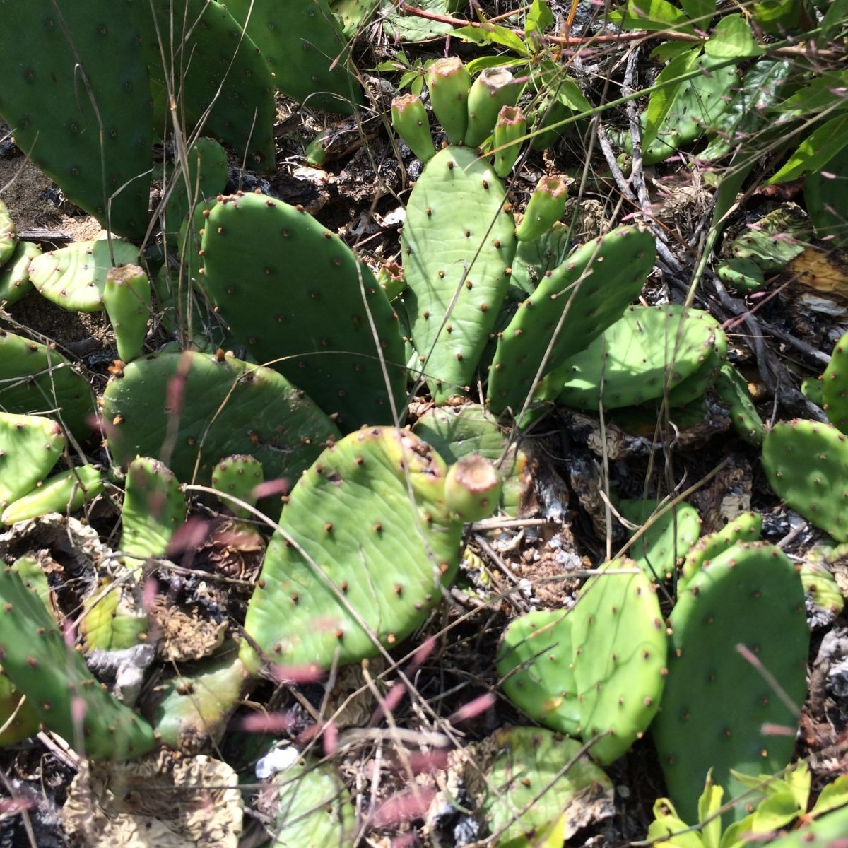 Opuntia humifusa, cold-hardy prickly pear cactus, HOT