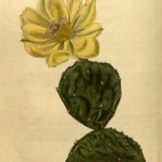 Opuntia humifusa, Curtis Magazine, 1823