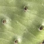 Opuntia humifusa, inserted areoles