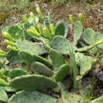 Opuntia humifusa, metabasalt outcrop, VA