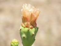 Opuntia keyensis flower
