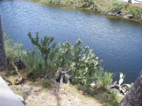 Opuntia keyensis, in habitat