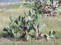 Opuntia keyensis, naturalized
